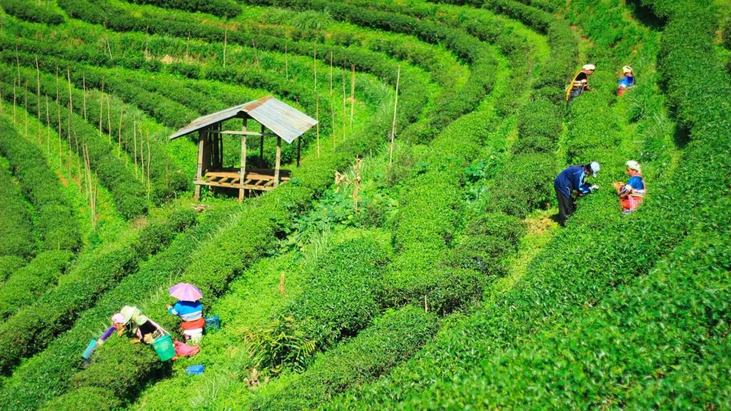 Green rows of tea plants with several women picking the leaves.